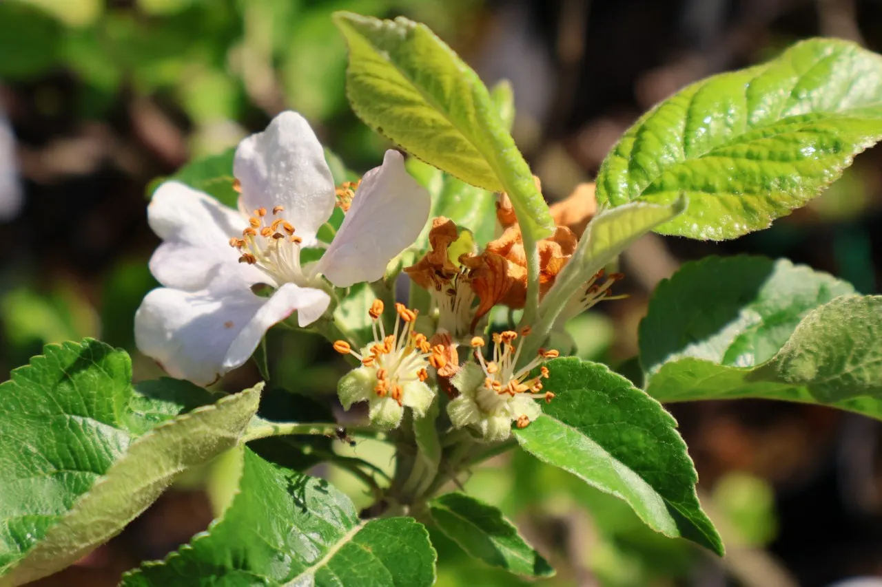 Malus domestica 'Notarisappel'