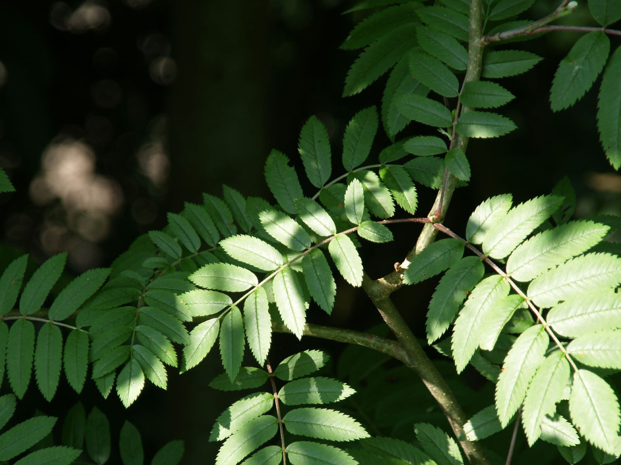sorbus-aucuparia