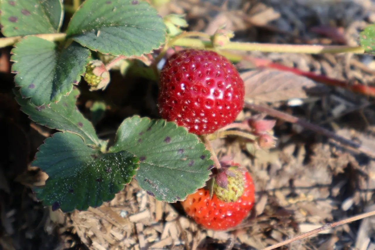 Fragaria an. 'Framberry'