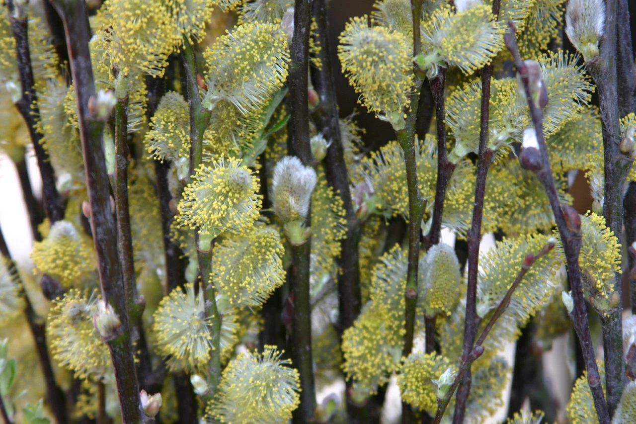 Salix alba : C7.5 : 150-200