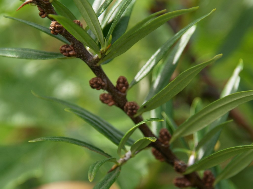 hippophae-rhamnoides-pollmix