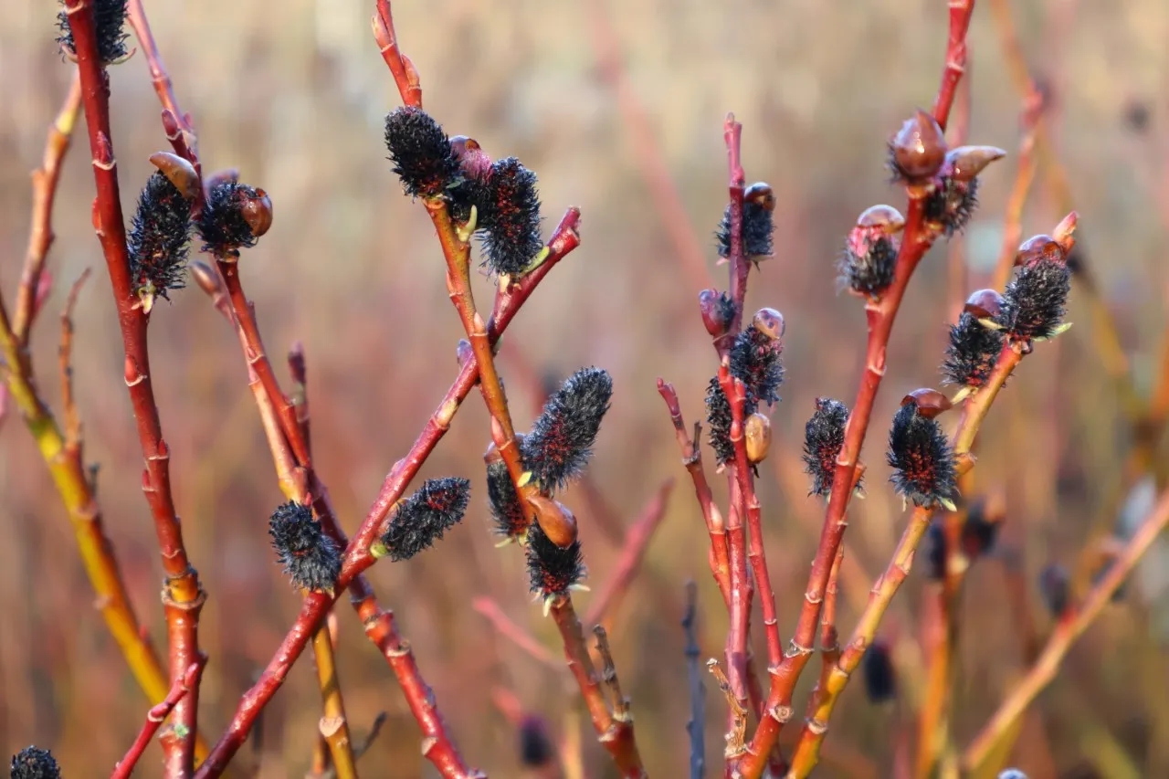 Salix gracilistyla 'Melanostachys' Salix gracilistyla 'Melanostachys'