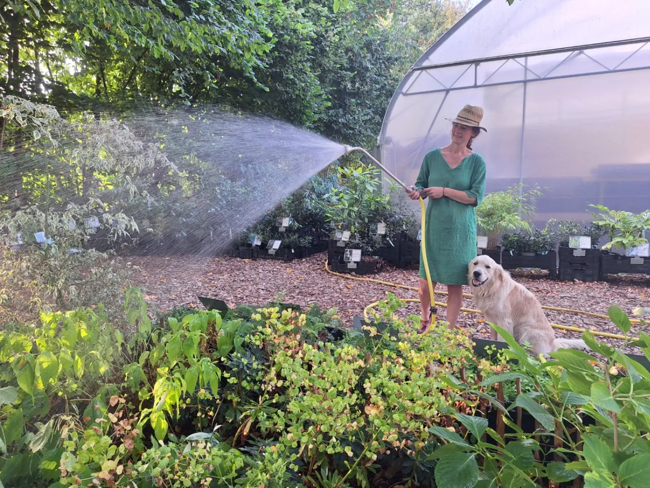 Paardenplanten slim water geven: zo geef je ze een goede start. 