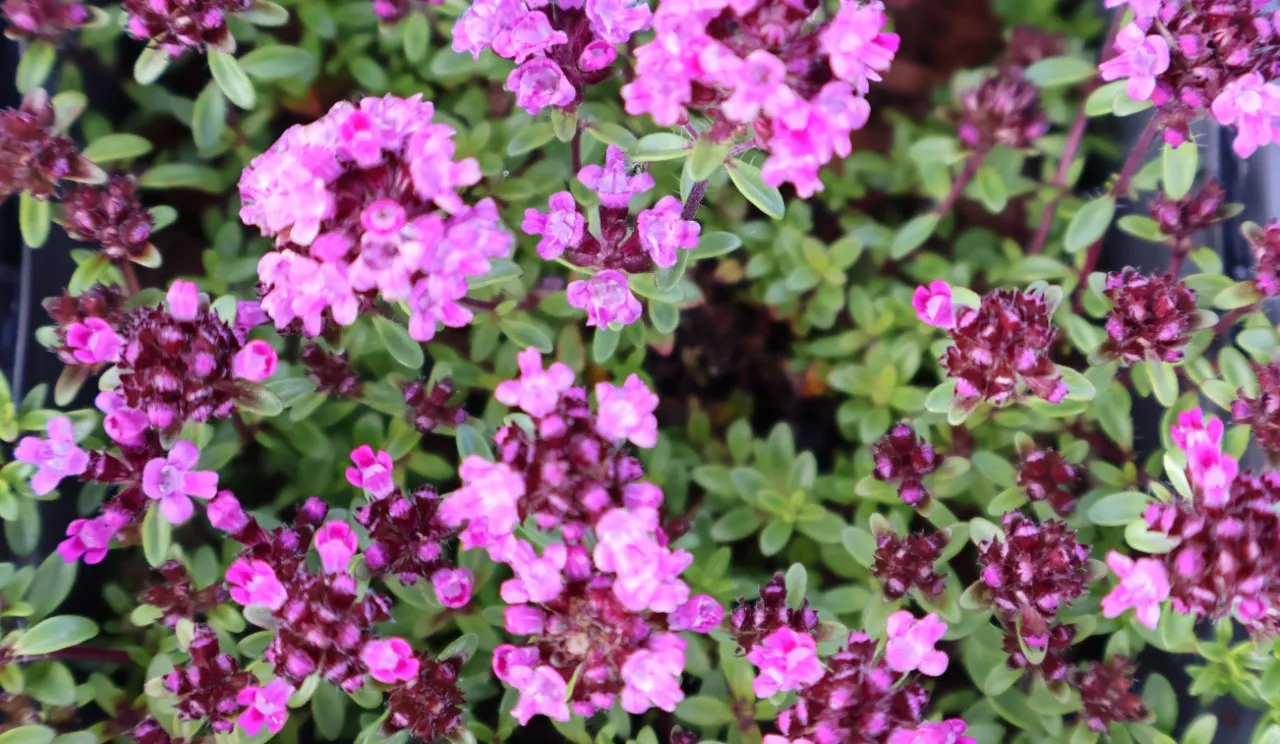 Thymus praecox 'Purple Beauty'