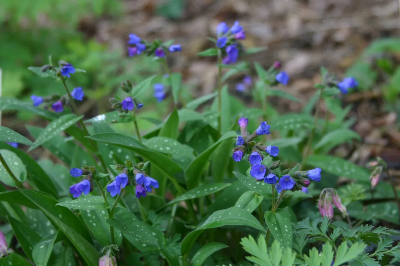 Pulmonaria longifolia 'Blauer Hugel'