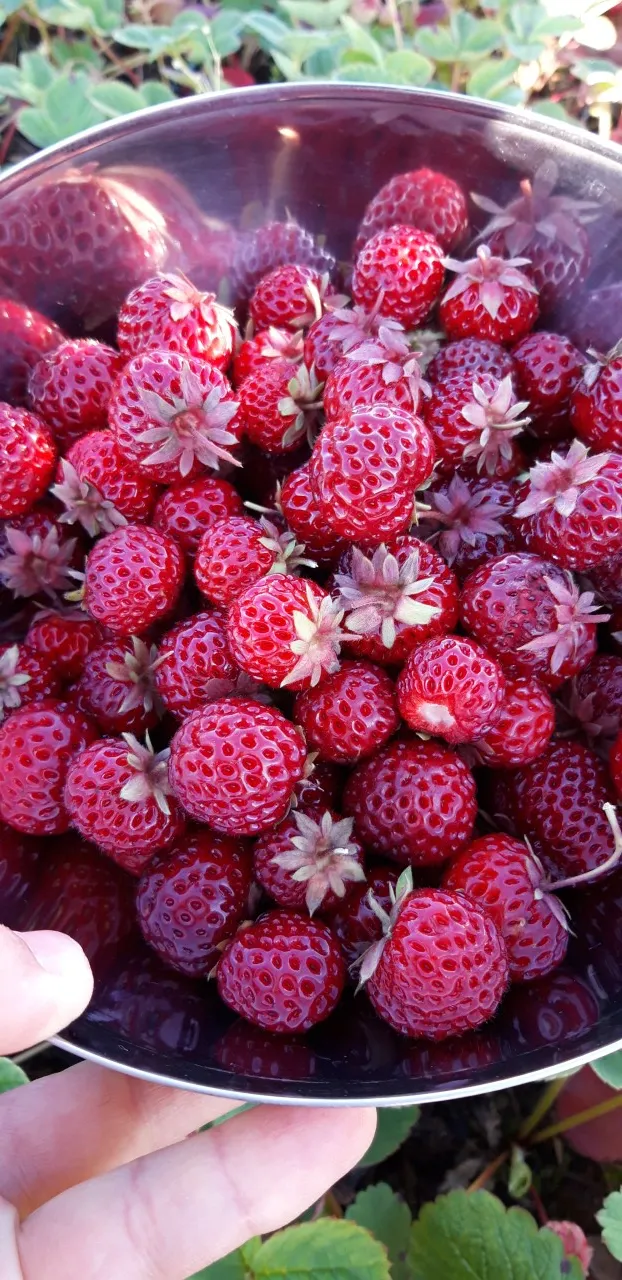 Fragaria an. 'Framberry'