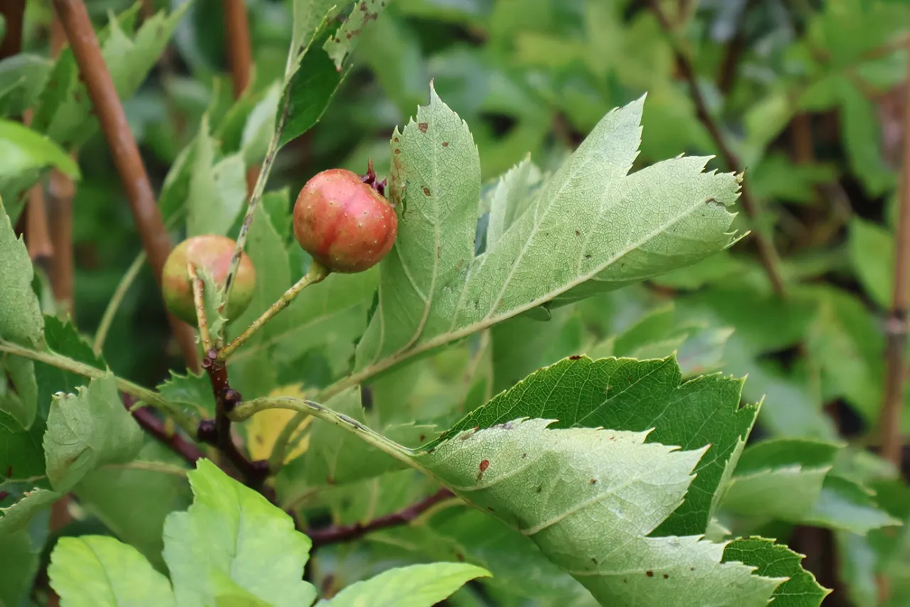 Crataegus aestivalis 'Big Red'