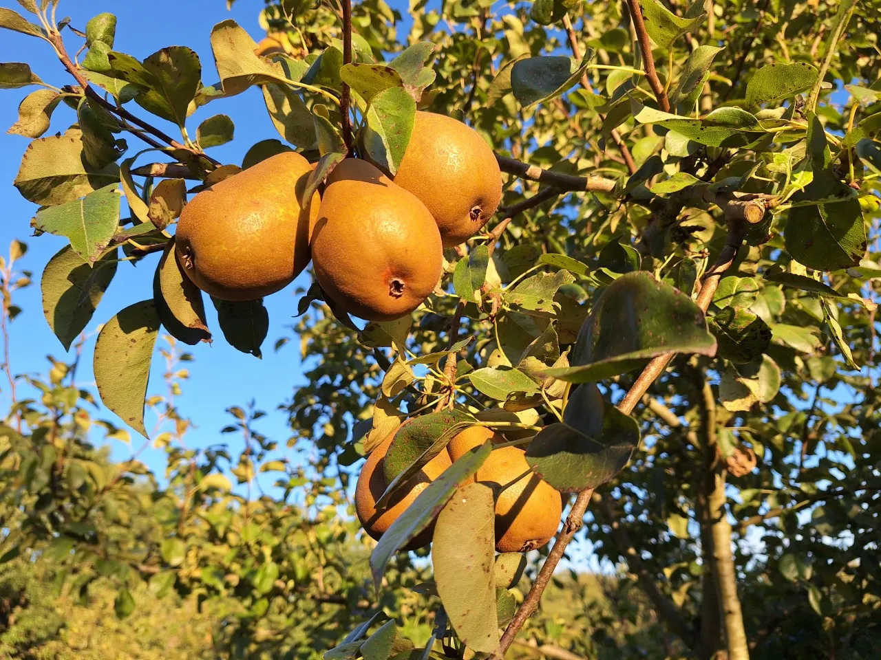 Pyrus communis 'Winterrietpeer' : C3 : 60-100 : onderstam Pyrus communis 'Kirchensaller'