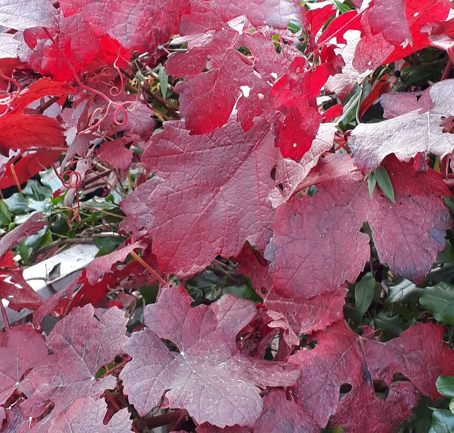 vitis-vinifera-purpurea