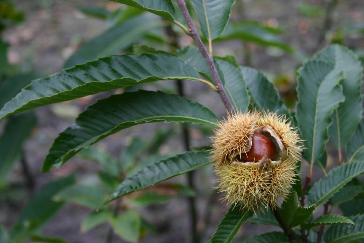 Castanea sativa 'Marsol' castanea-sativa-marsol