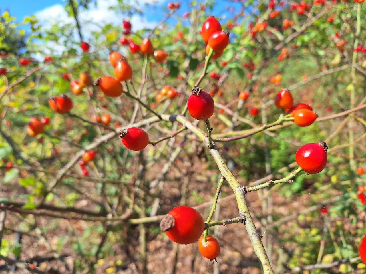 Rosa corymbifera autochtoon : P11 : 30-60