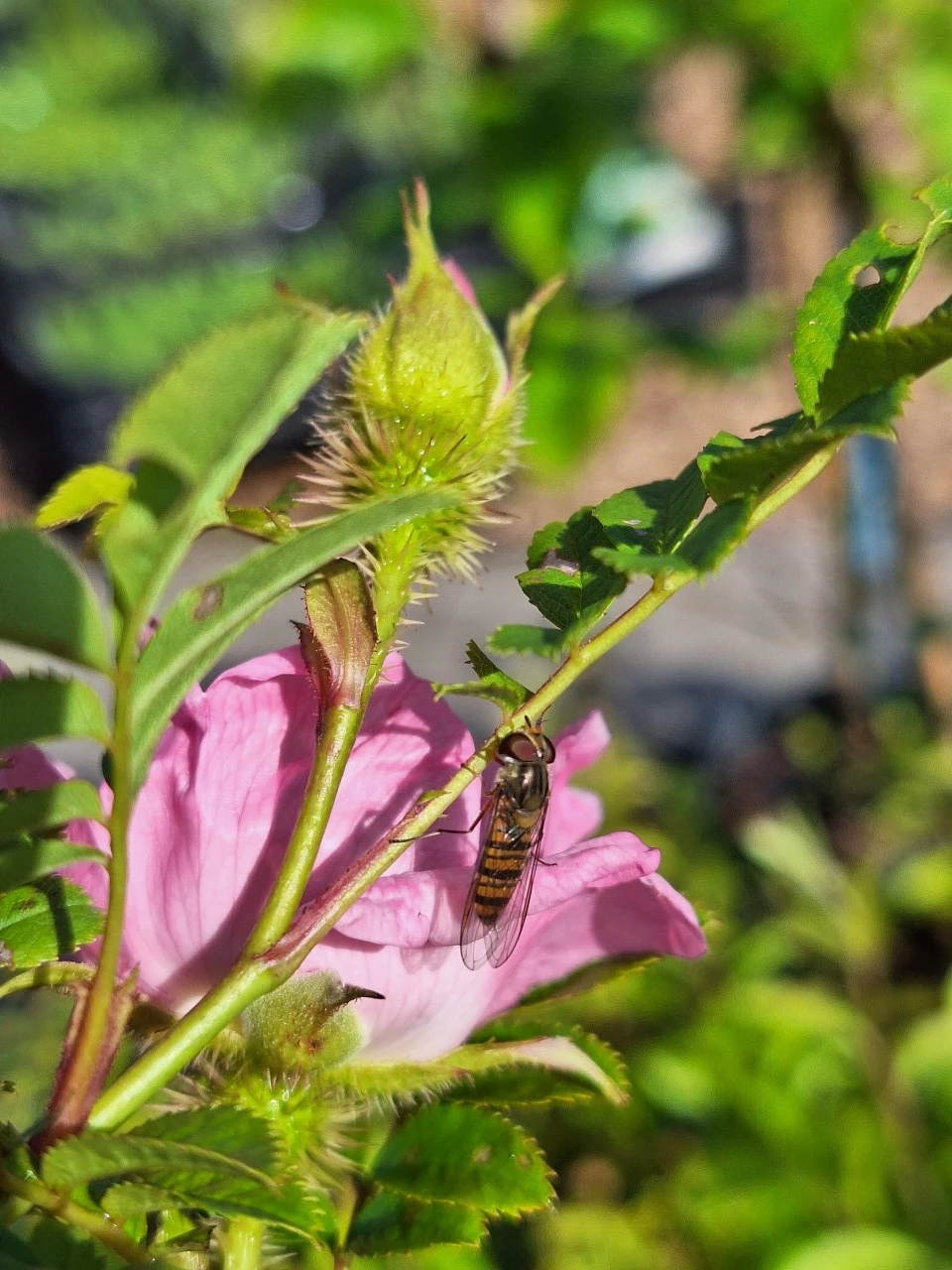 Rosa roxburghii normalis : C2 : 30-60