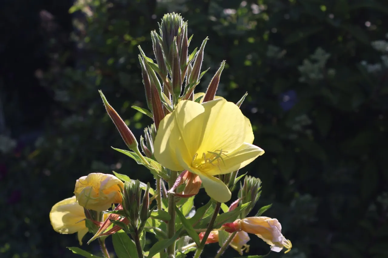 Oenothera biennis : P9