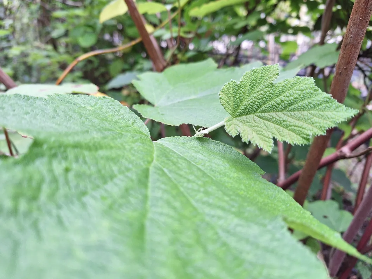 Rubus setchuenensis : C2 : 30-60