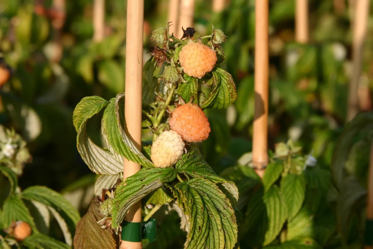 Rubus idaeus 'Golden Bliss'