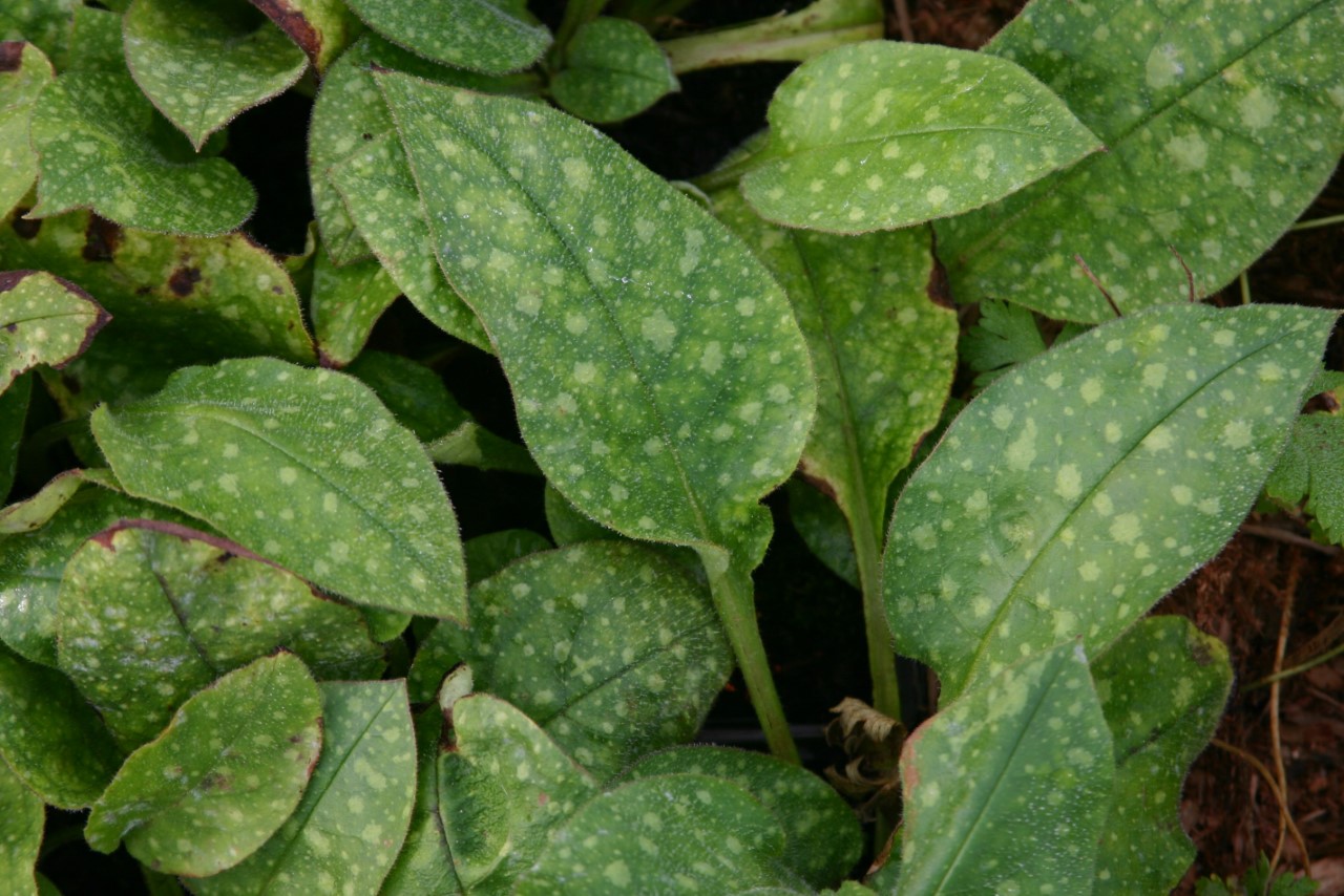 pulmonaria-saccharata-mrs-moon