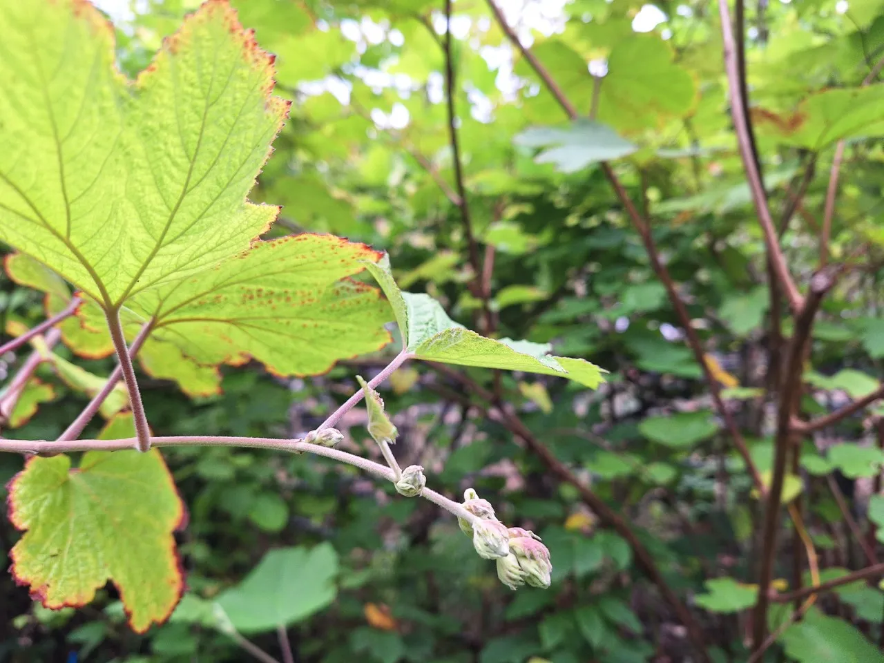 Rubus setchuenensis : C2 : 30-60
