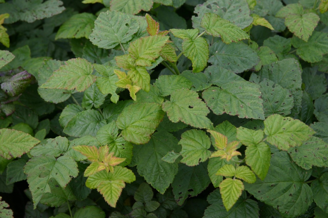 rubus-buckingham