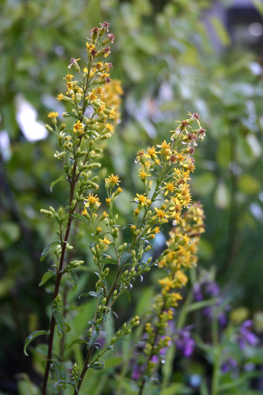 Solidago virgaurea : P9