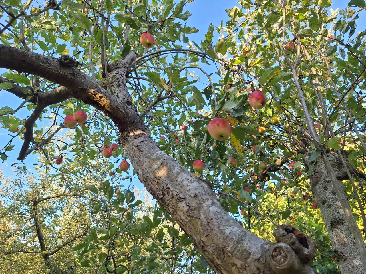 Malus domestica 'Katja' : C5 : 100-150 : onderstam Malus domestica 'MM 26'