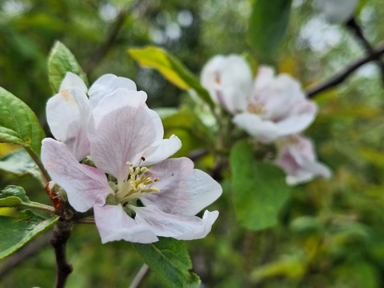 Malus domestica 'Beauty of Bath' : C7.5 : 150-200 : onderstam Malus domestica 'MM 106'