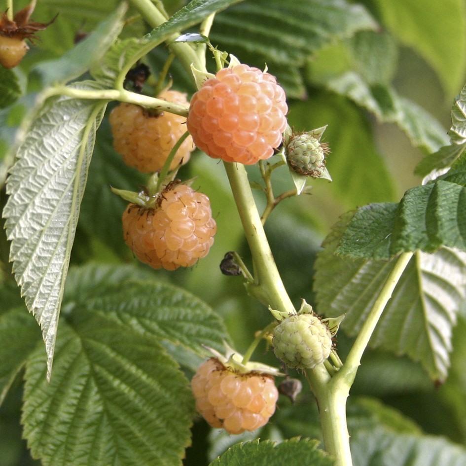 Rubus idaeus 'Fallgold' : C2 : 25-30