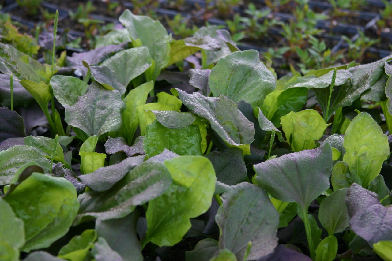 plantago-major-purpurea