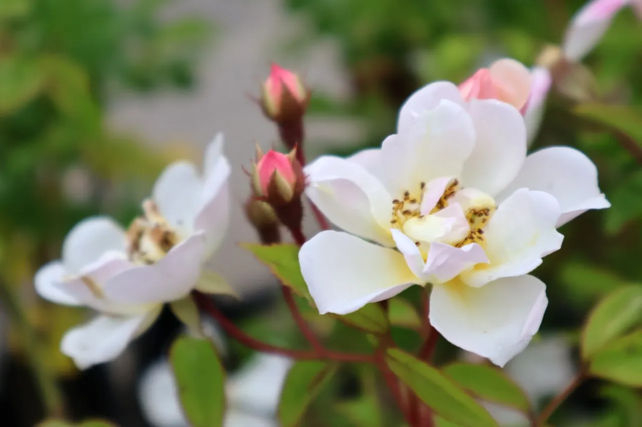 Rosa (K) 'Lykkefund'