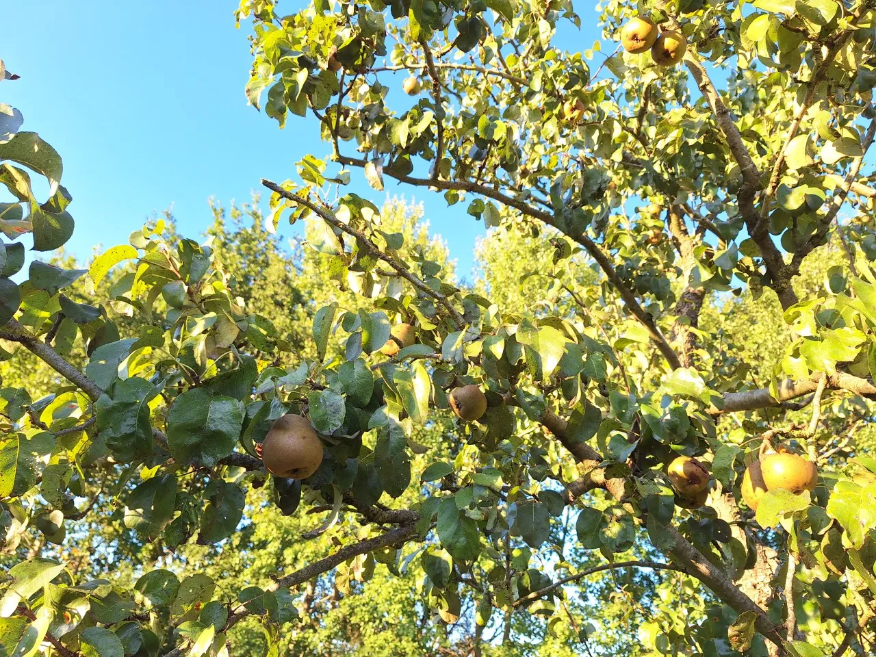 Pyrus communis 'Beurre Hardy' : W : 100-150 : onderstam Pyrus communis 'Kirchensaller'