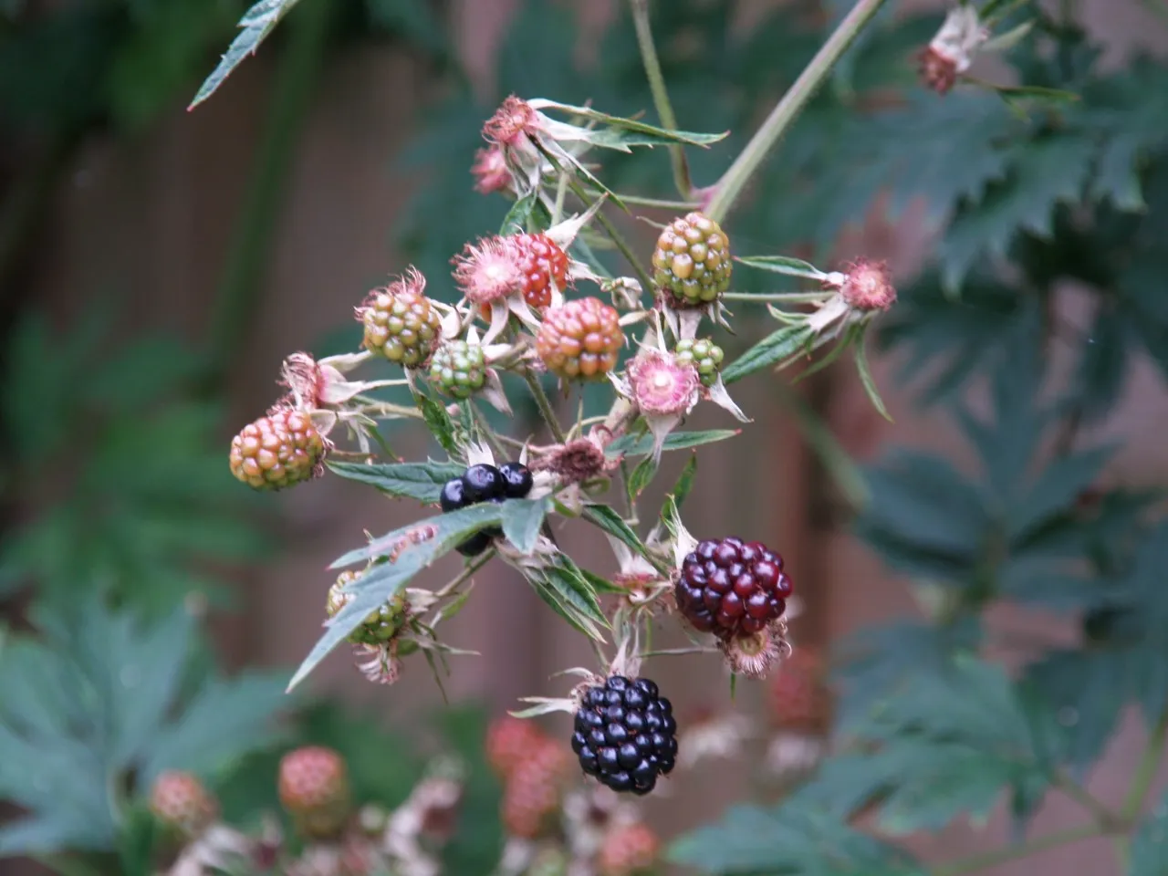 Rubus fruticosus 'Thornless Evergreen'