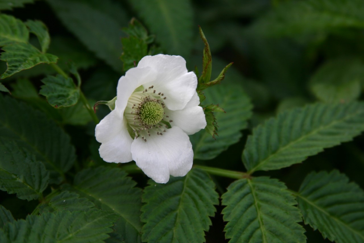 Rubus illecebrosus : P9