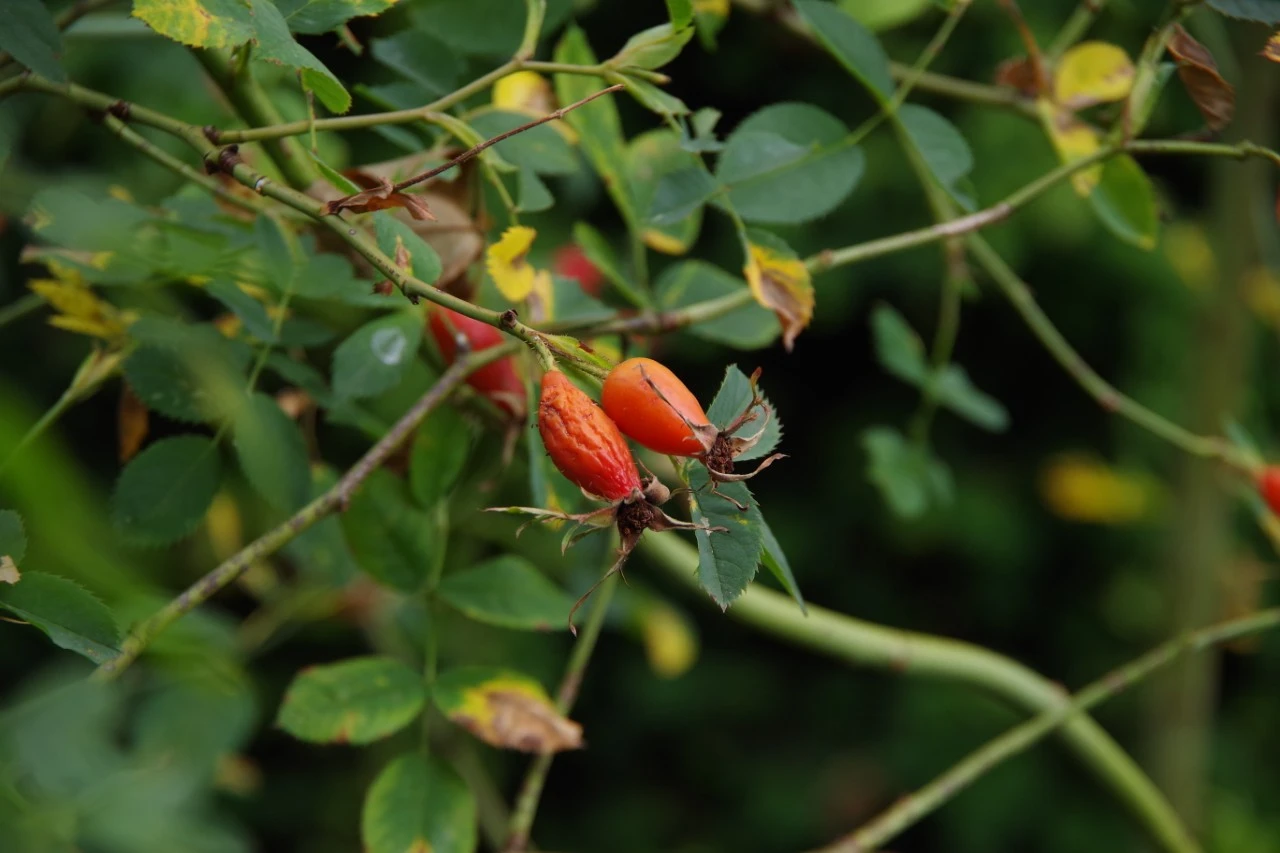 Rosa 'Piro 3'