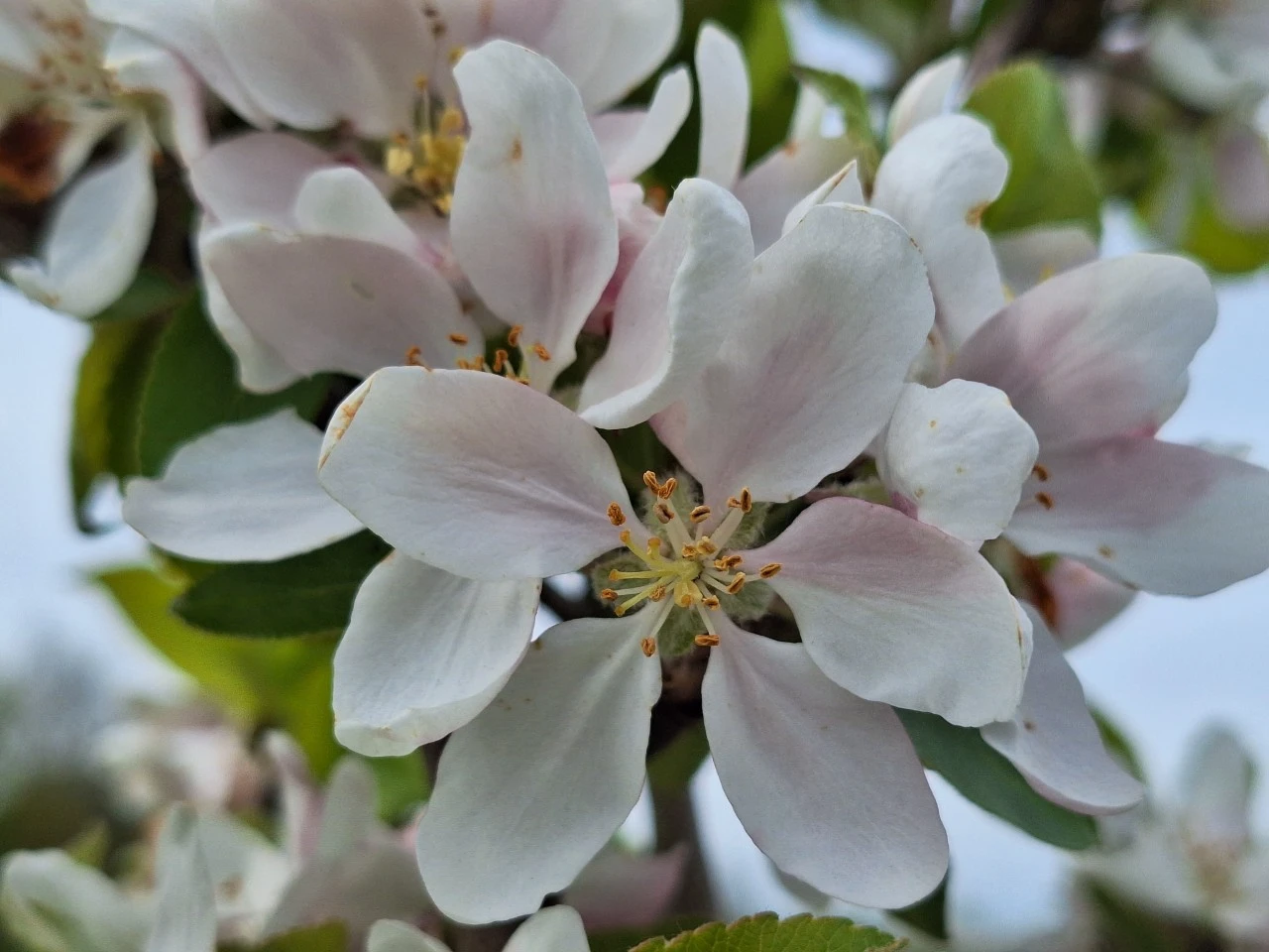 Malus domestica 'Katja' : C5 : 100-150 : onderstam Malus domestica 'MM 26'