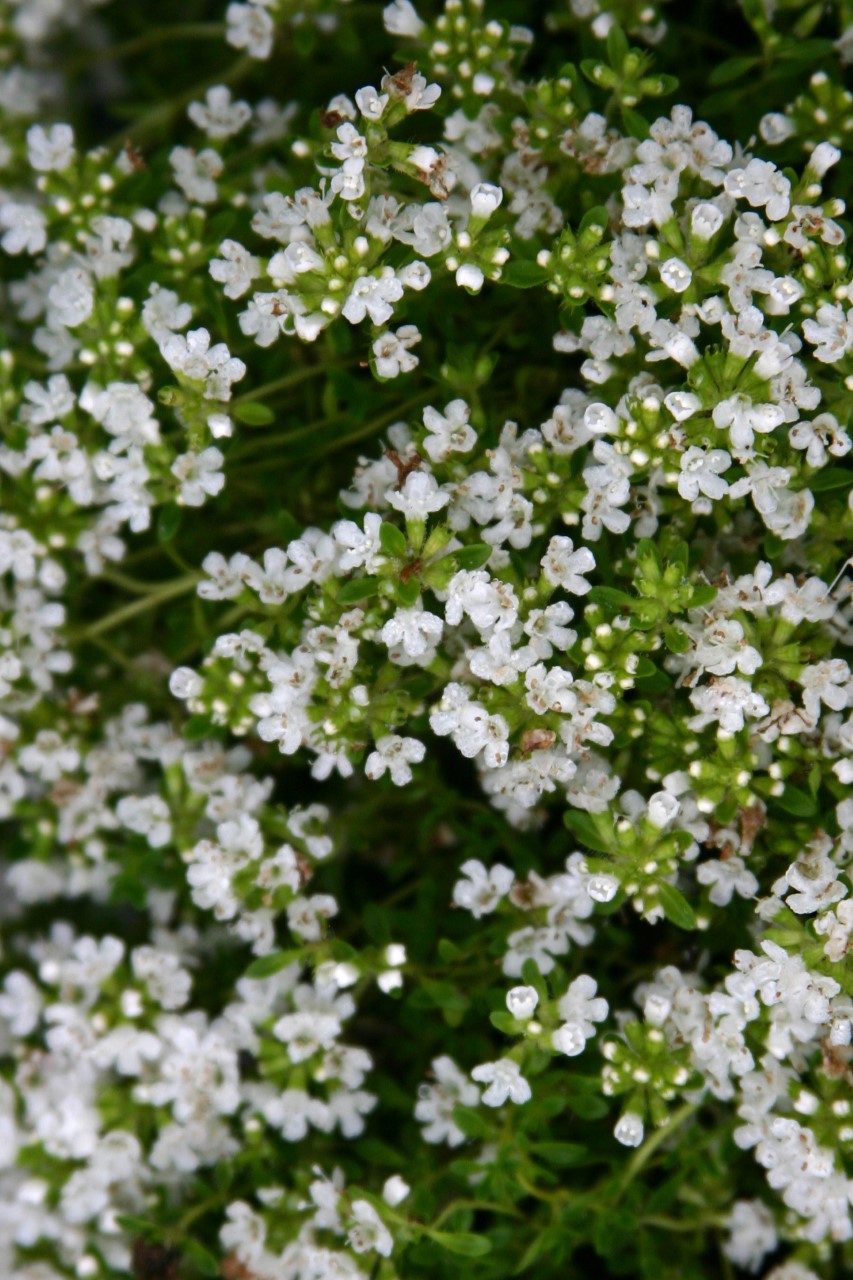 thymus-praecox-albiflorus