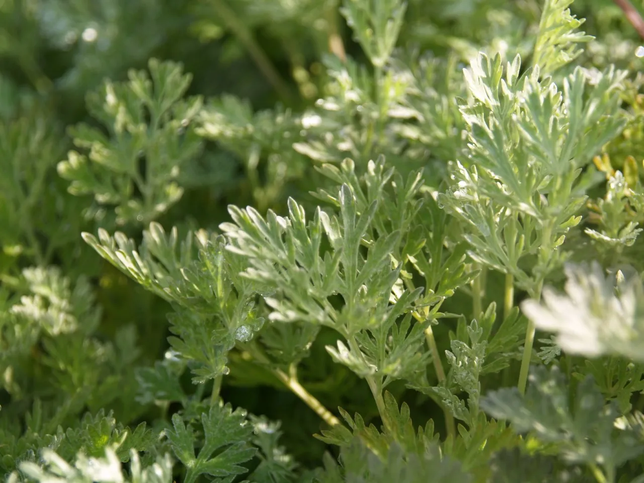 Artemisia absinthium Artemisia absinthium