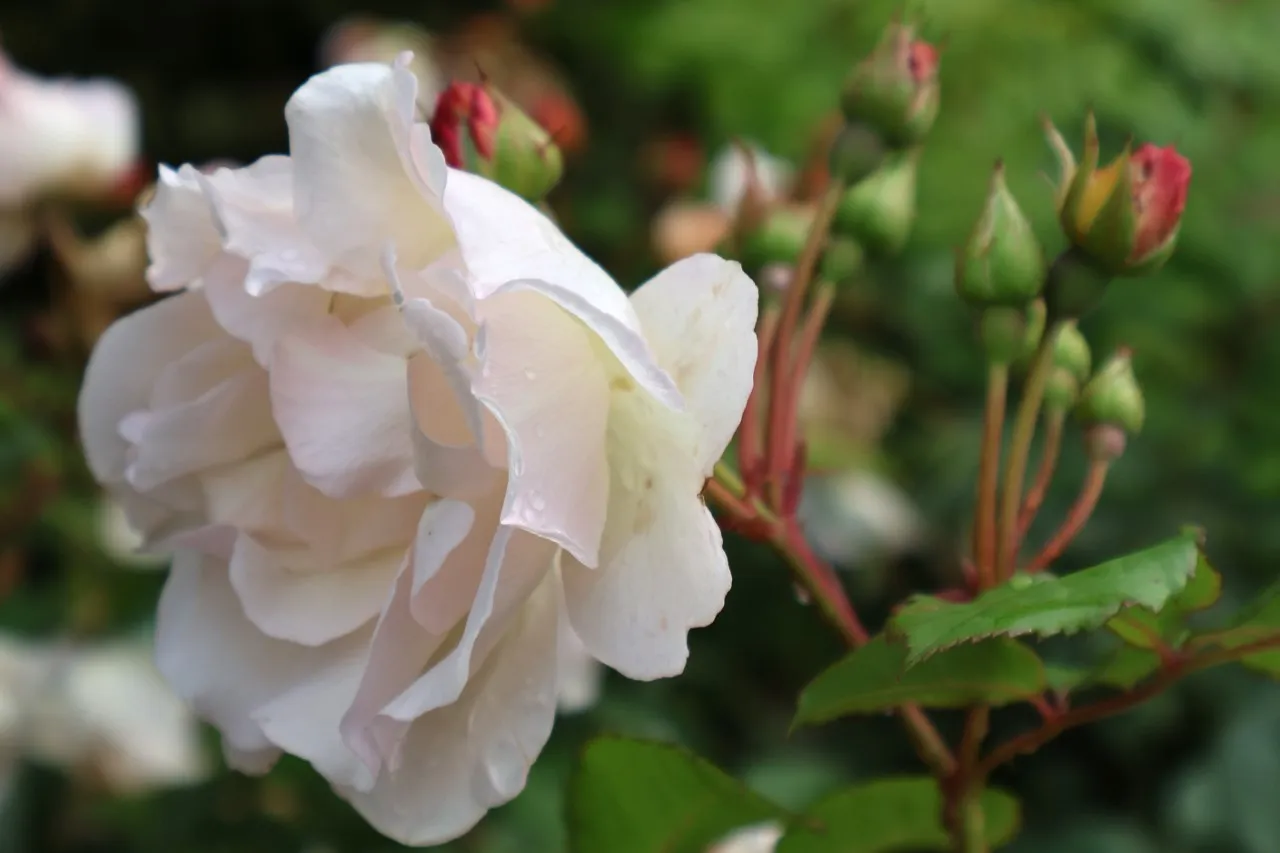 Rosa (H) 'Penelope'