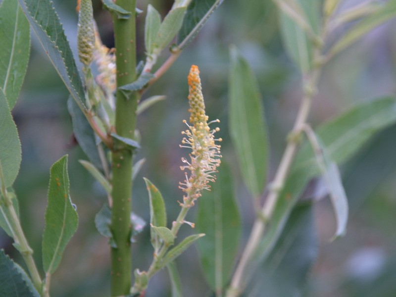 salix-triandra-semperflorens