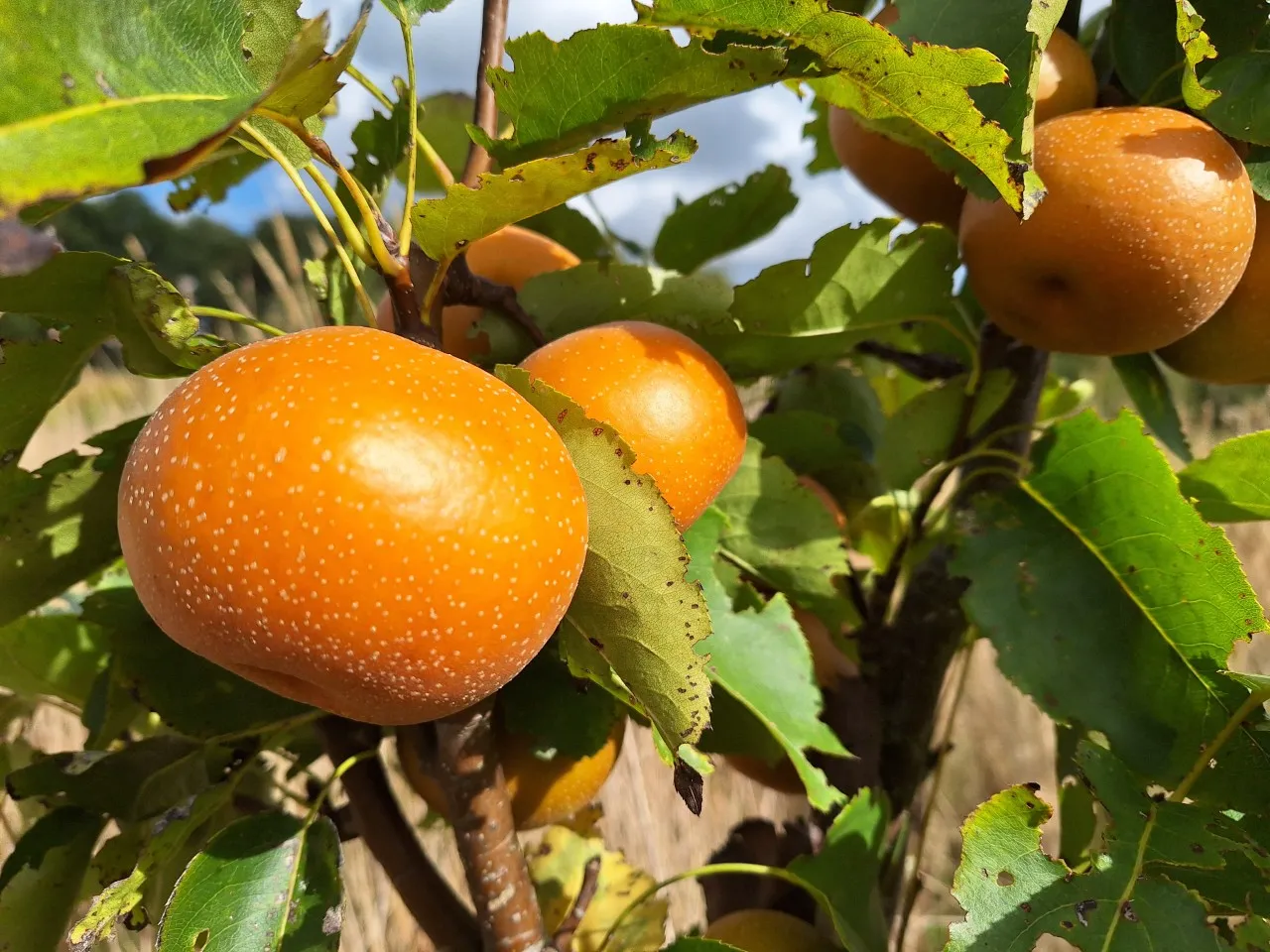 Pyrus pyrifolia 'Nijisseiki'