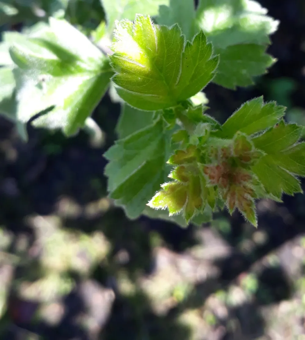 Crataegus orientalis 'Dixter'