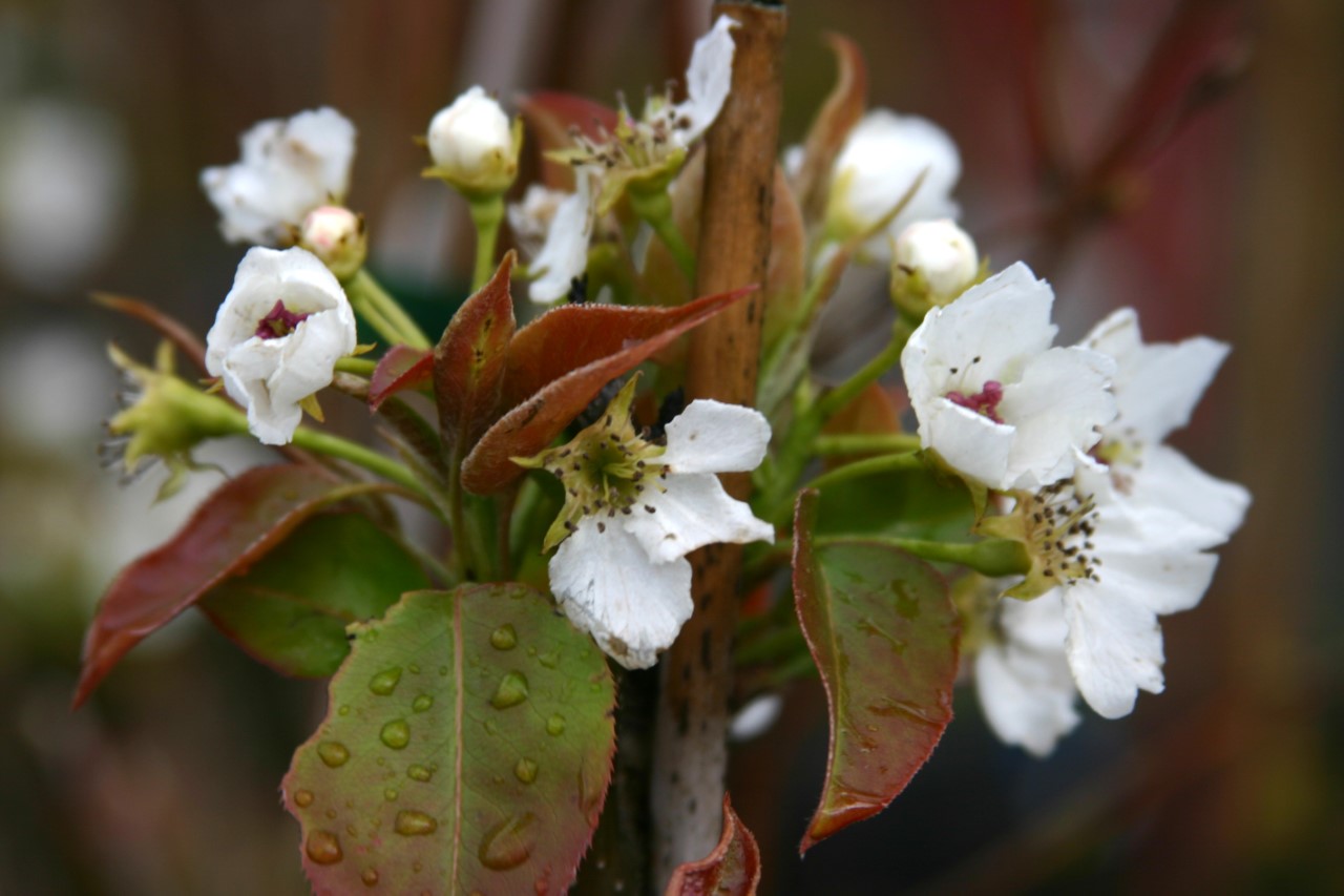 Pyrus pyrifolia 'Shinko' : W : 60-100 : onderstam Pyrus calleryana