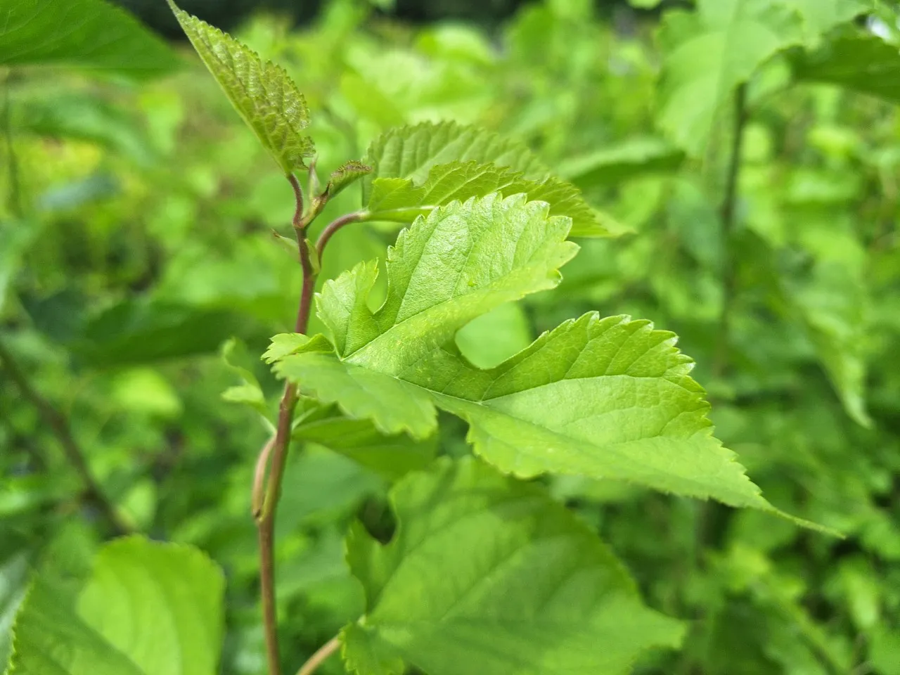 Morus 'Milanówek'