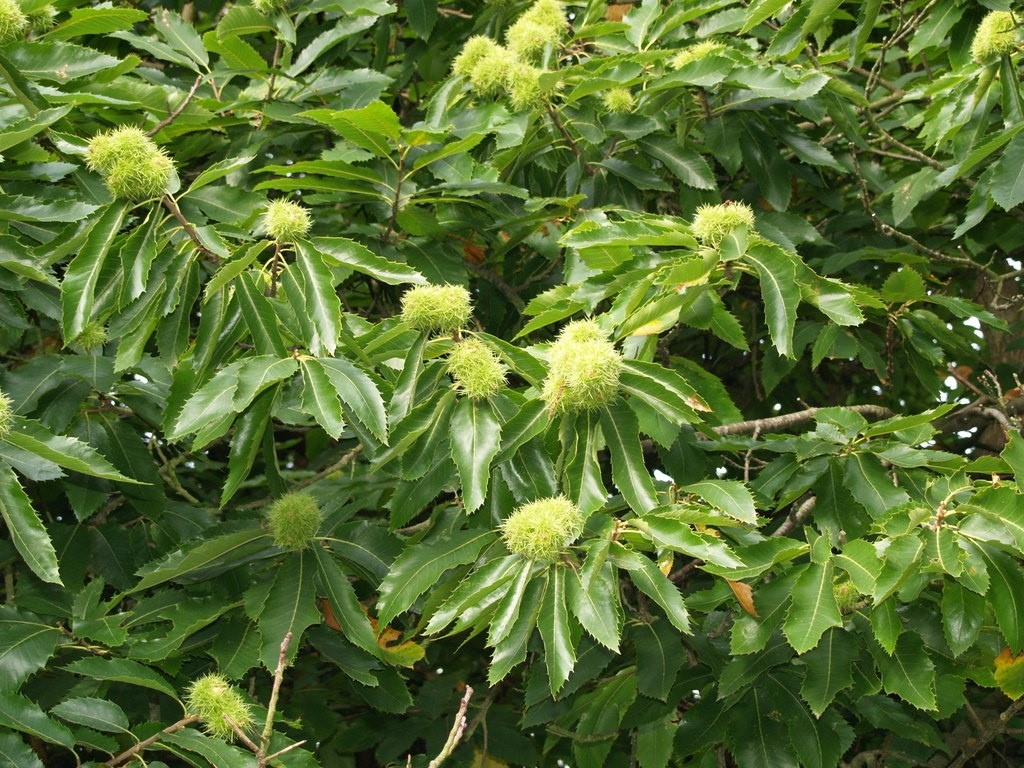 Castanea sativa 'Doree de Lyon' castanea-sativa-doree-de-lyon