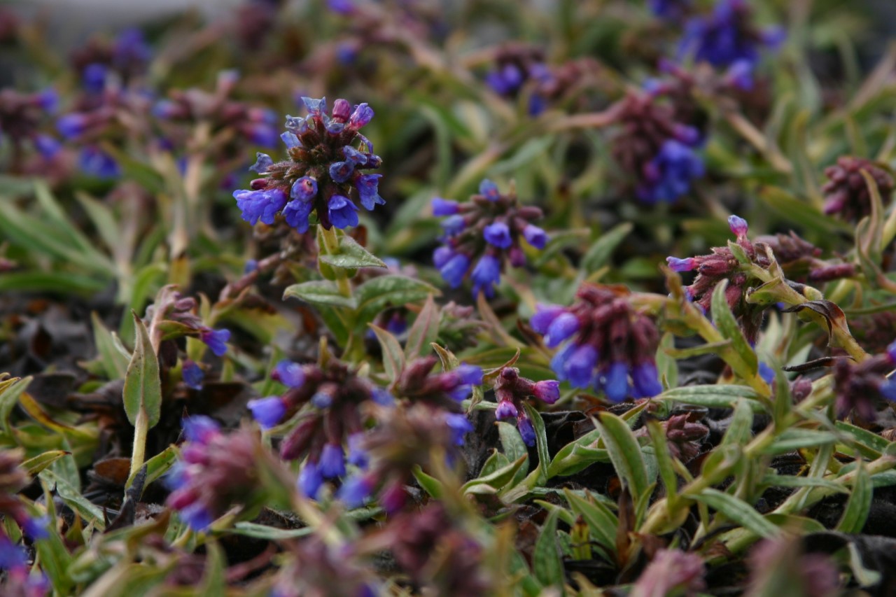 Pulmonaria longifolia 'E.B. Anderson' Biologisch : P9