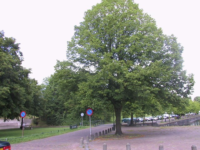 tilia-platyphyllos