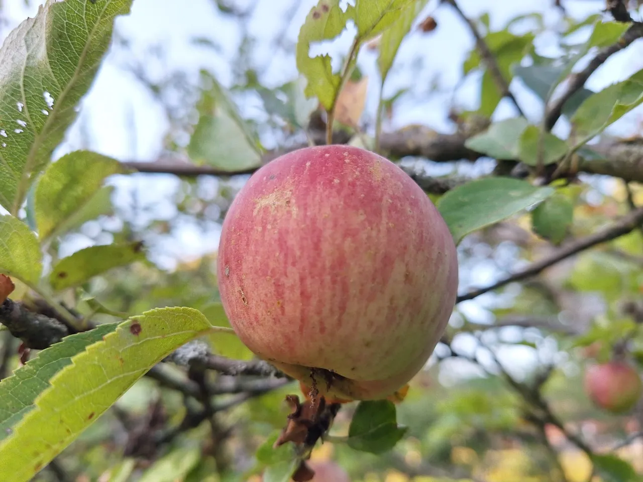 Malus domestica 'Groninger Kroon'