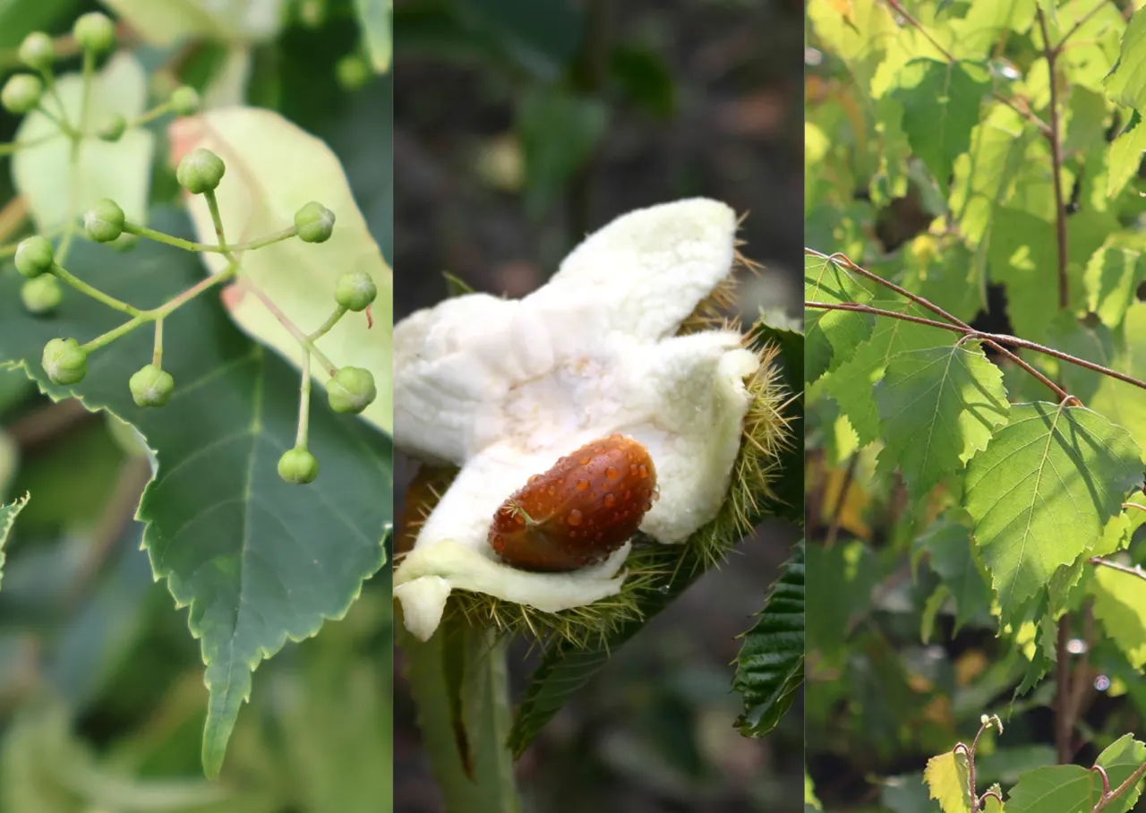 Inheems bomenpakket voor KLEI