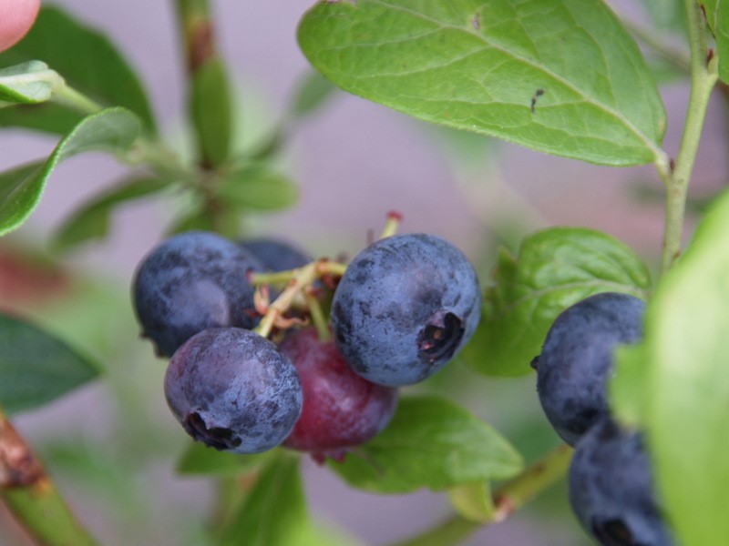 vaccinium-corymbosum-goldtraube-71