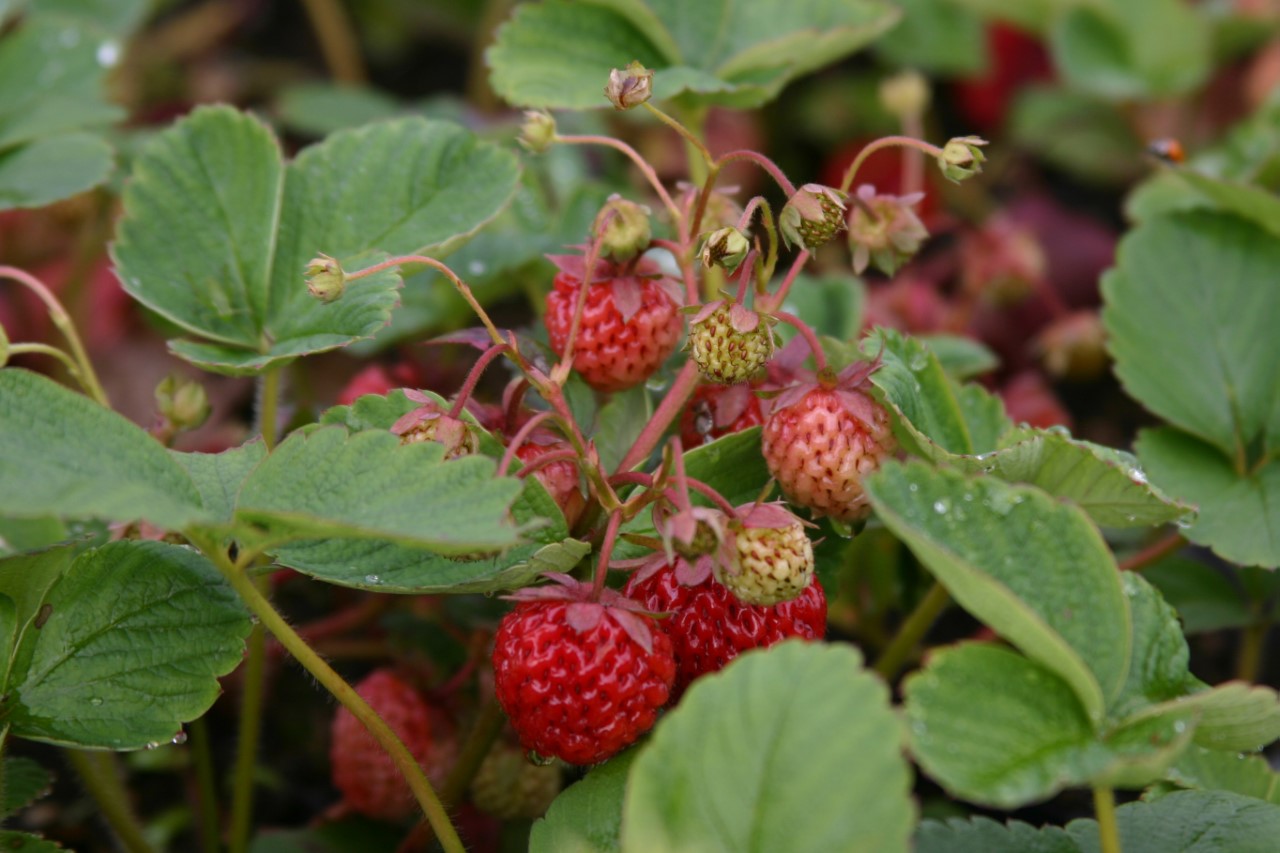 fragaria-an-framberry