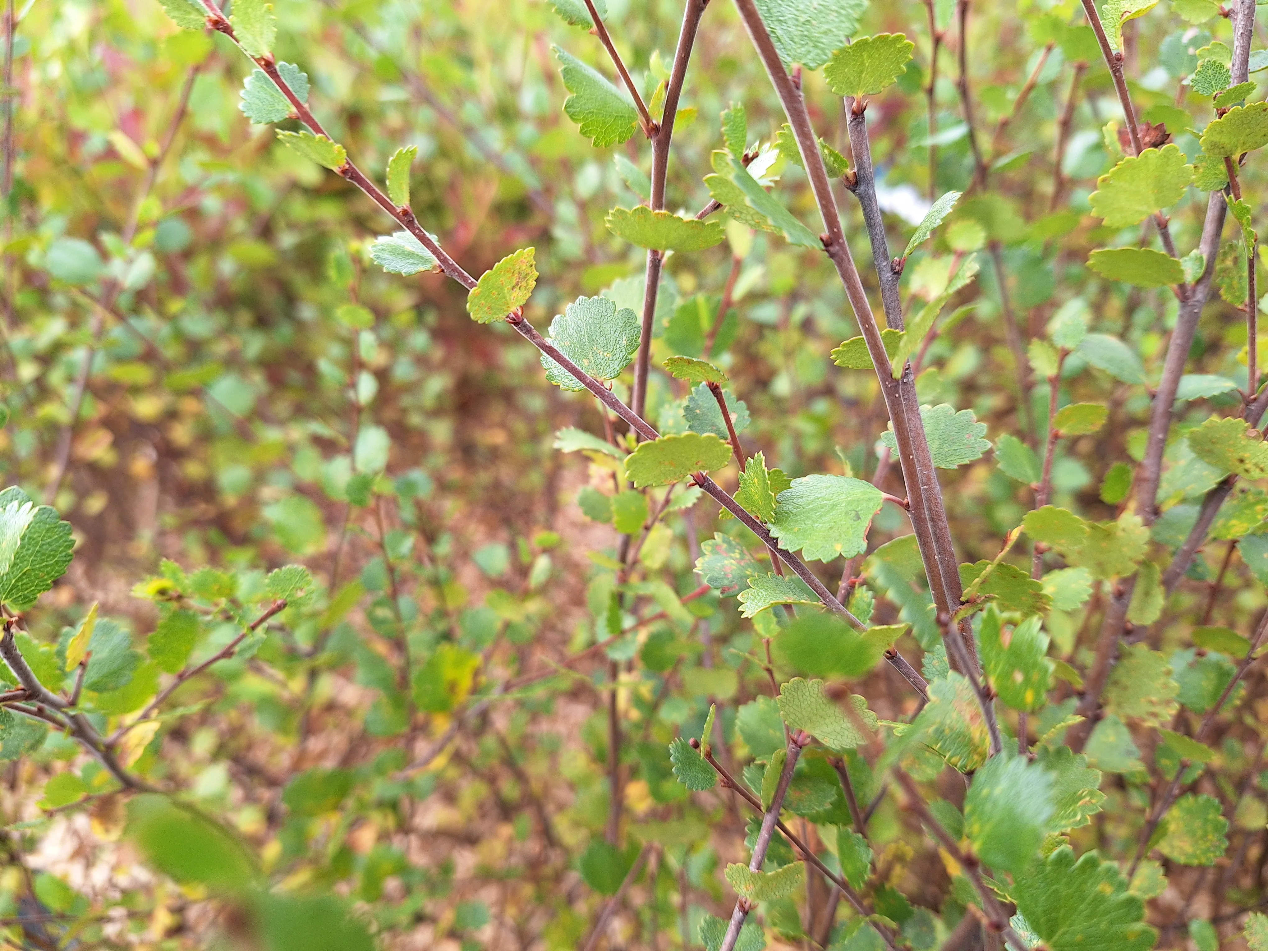 Betula nana Betula nana