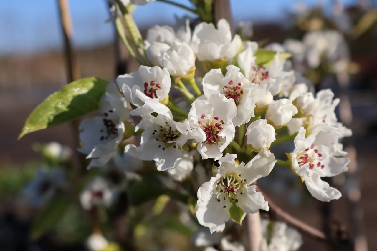 Pyrus pyrifolia 'Shinseiki' : W : 60-100 : onderstam Pyrus calleryana